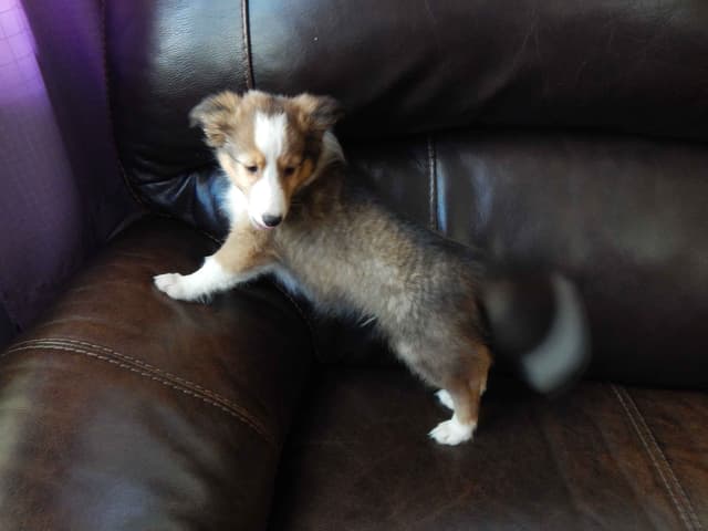 Shetland Sheepdog Puppies media 11