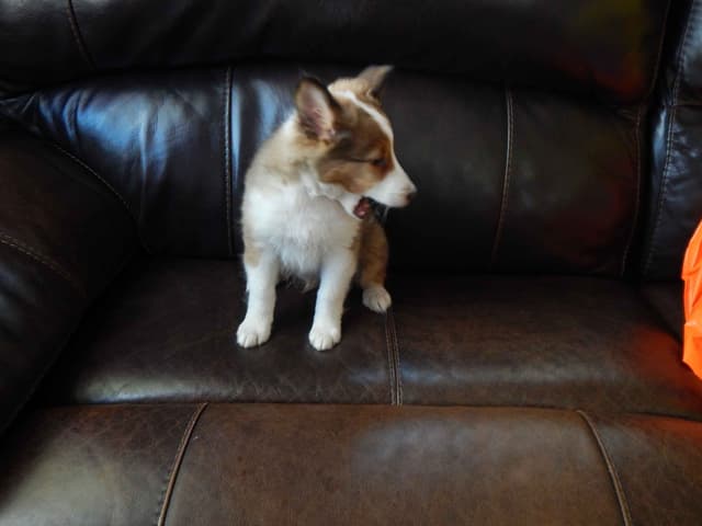 Shetland Sheepdog Puppies media 13