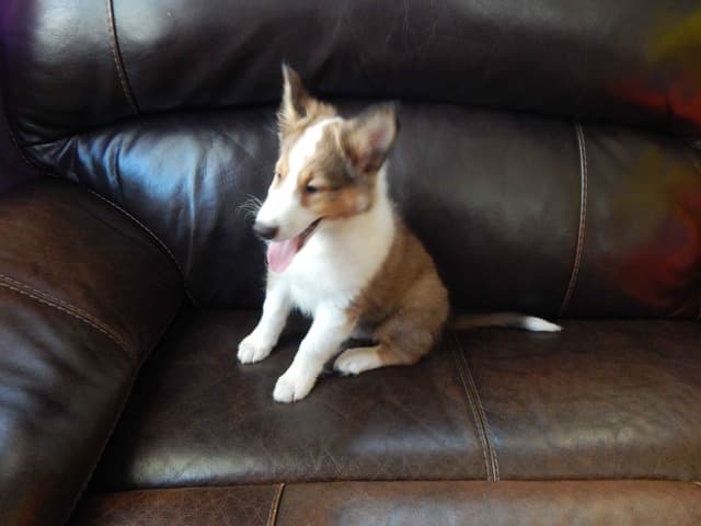 Shetland Sheepdog Puppies media 14