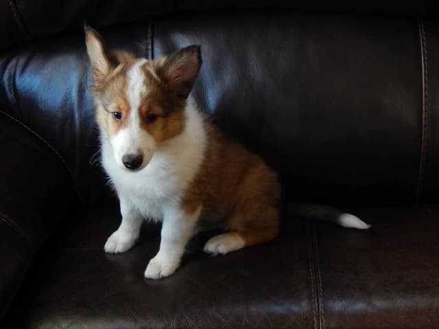 Shetland Sheepdog Puppies media 15