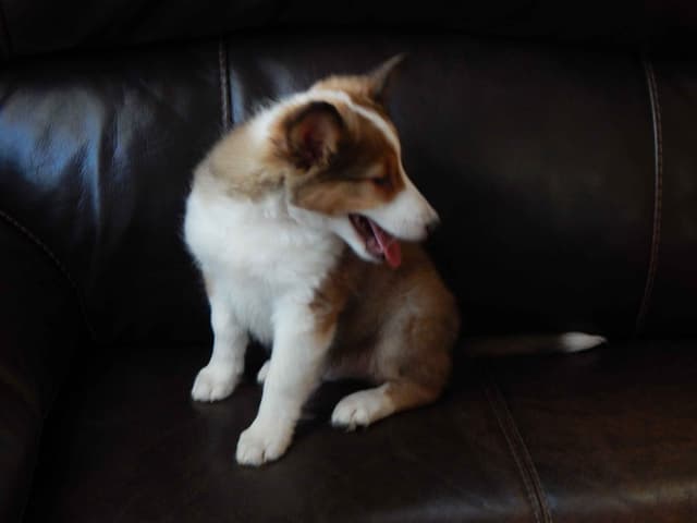 Shetland Sheepdog Puppies media 16