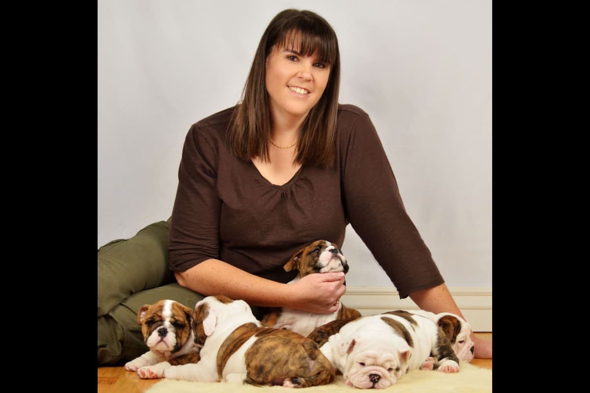Bulldog Puppy breeder image 1