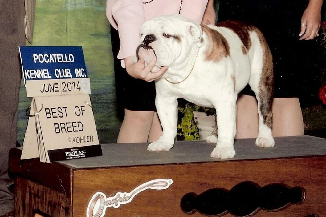 Bulldog Puppy breeder image 3