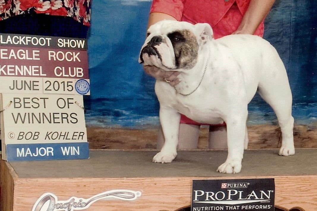 Bulldog Puppy breeder image 4