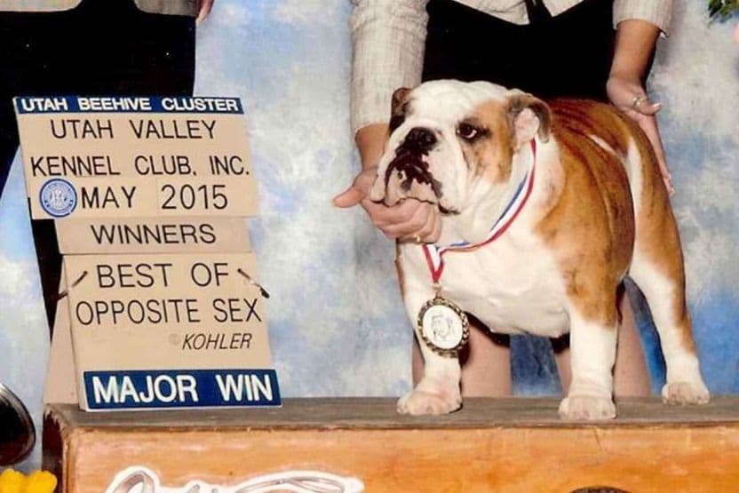 Bulldog Puppy breeder image 5