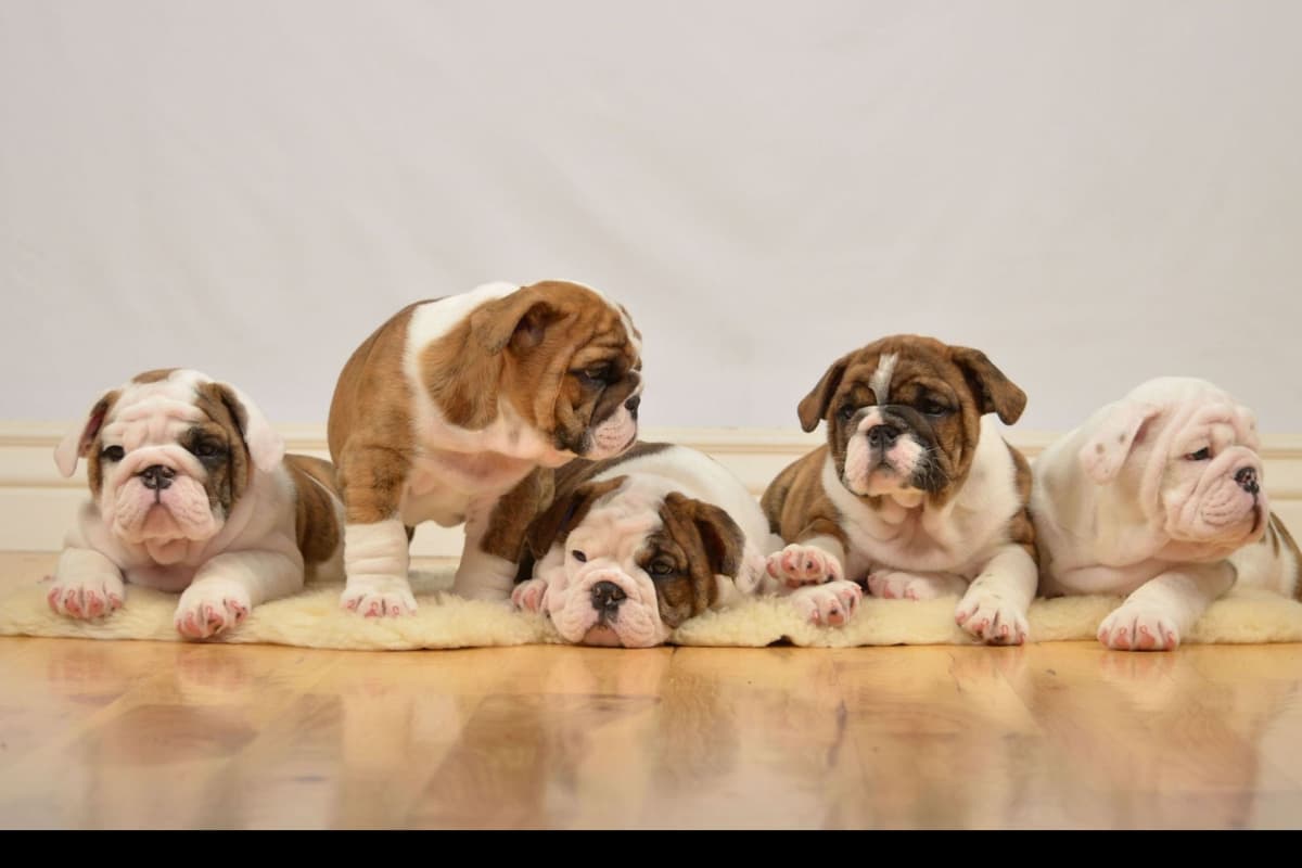 Bulldog Puppy breeder image 6