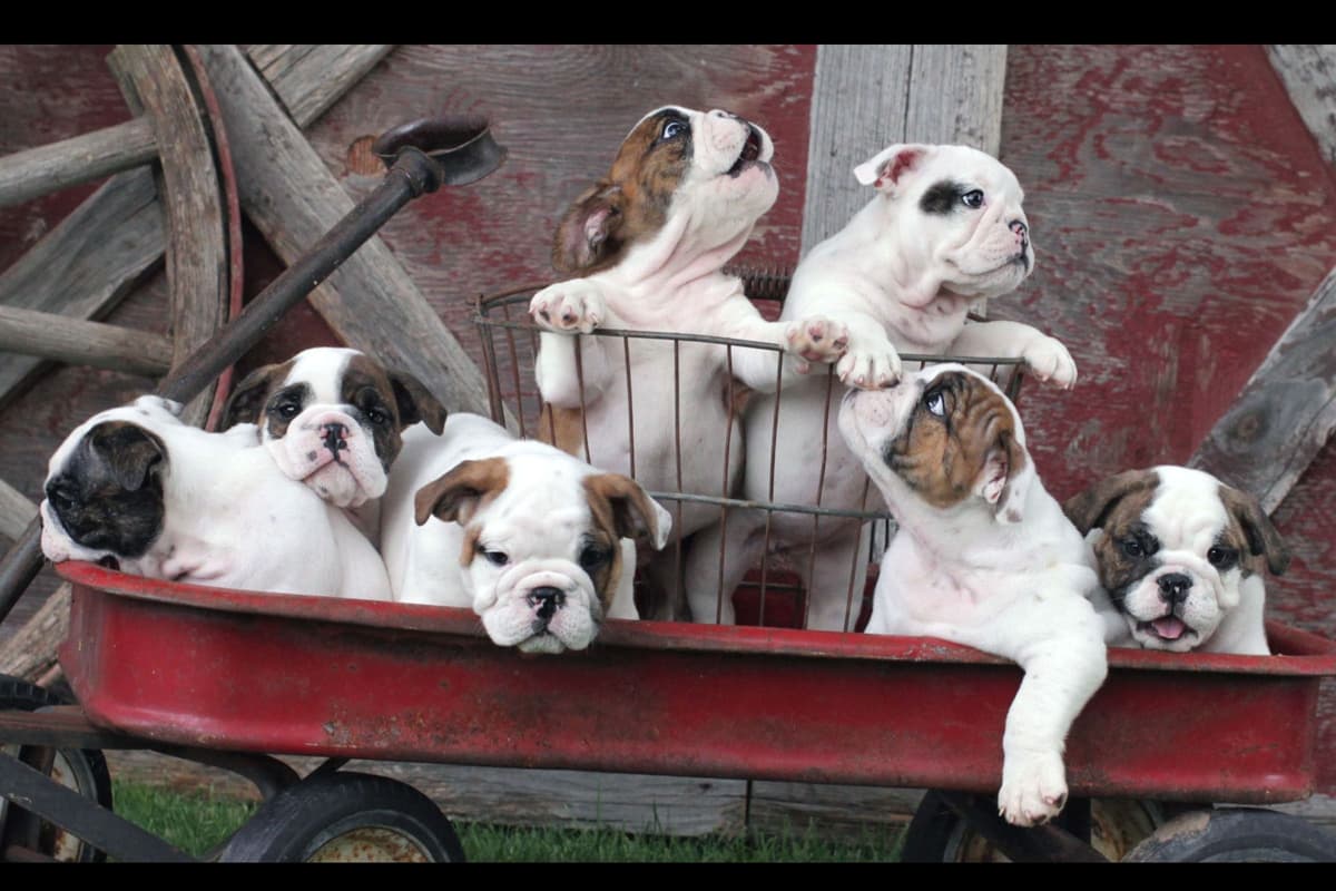 Bulldog Puppy breeder image 7