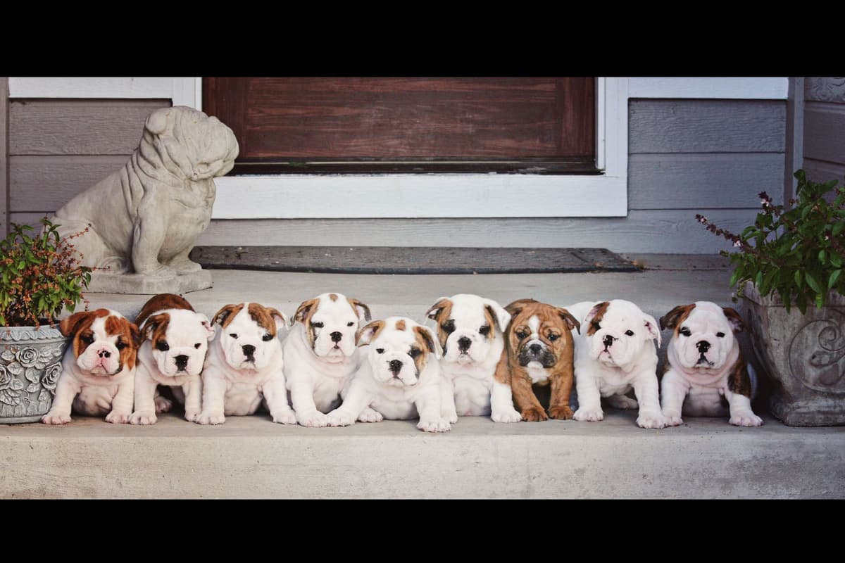 Bulldog Puppy breeder image 8