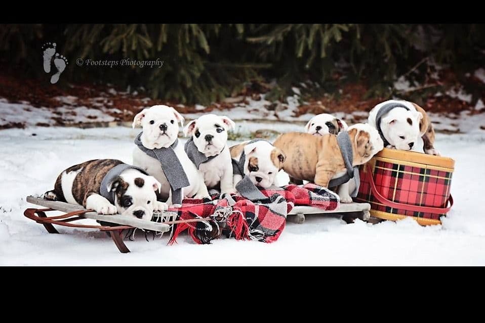 Bulldog Puppy breeder image 9