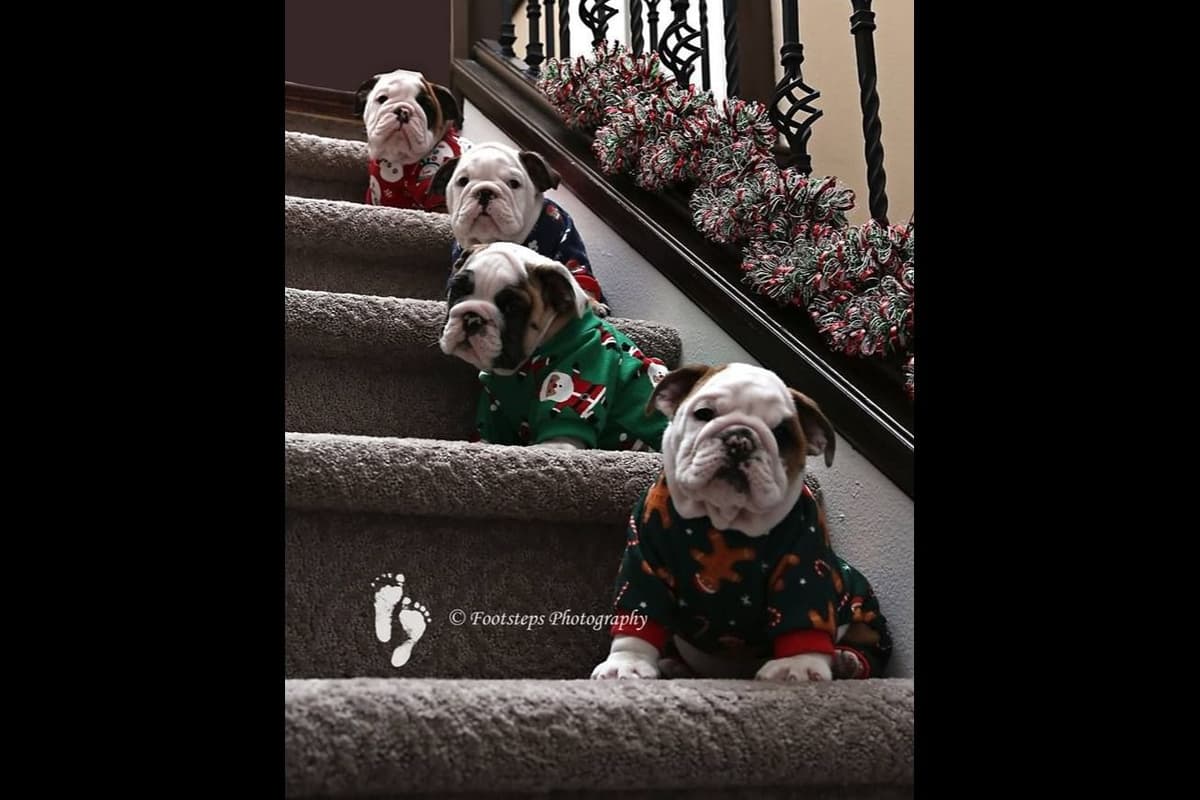 Bulldog Puppy breeder image 11