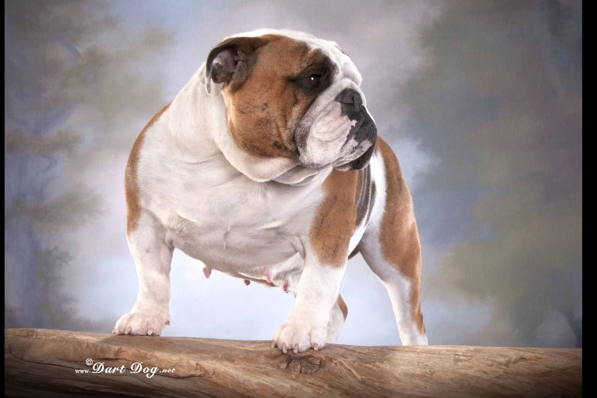 Bulldog Puppy breeder image 12