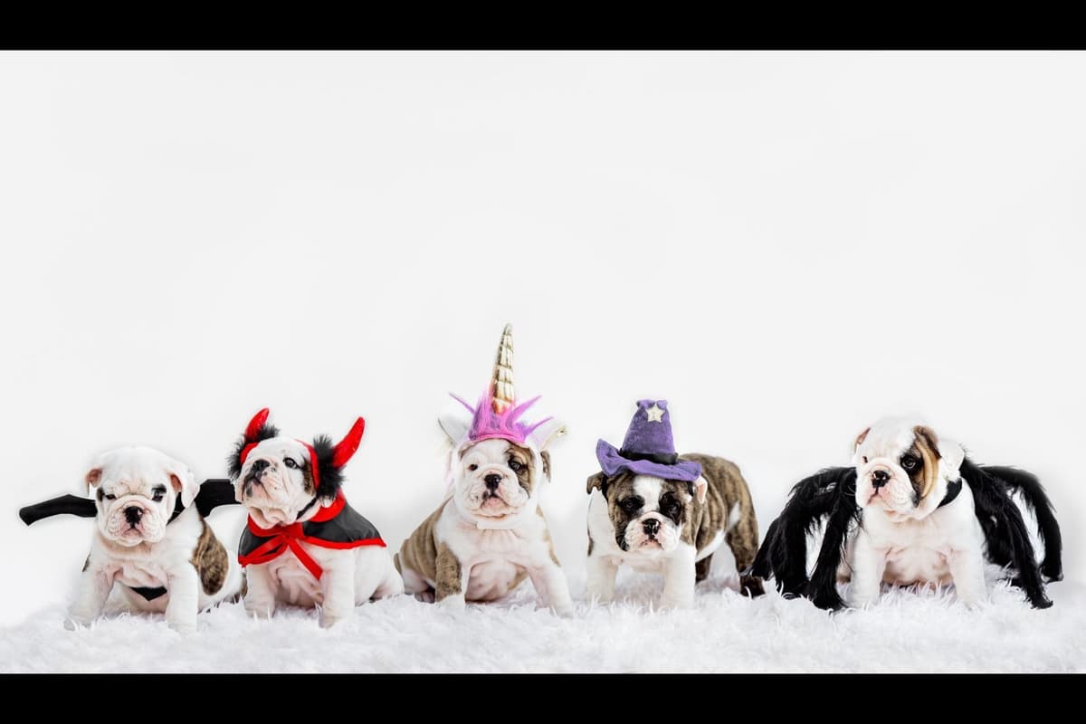 Bulldog Puppy breeder image 15