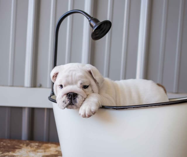 Bulldog Puppy media 2