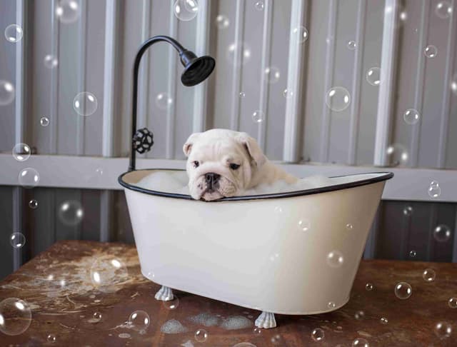 Bulldog Puppy media 3
