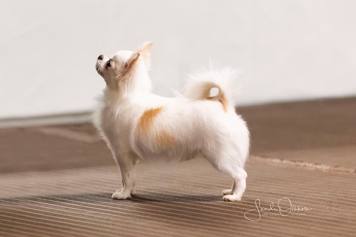 Chihuahua Puppies breeder image 1