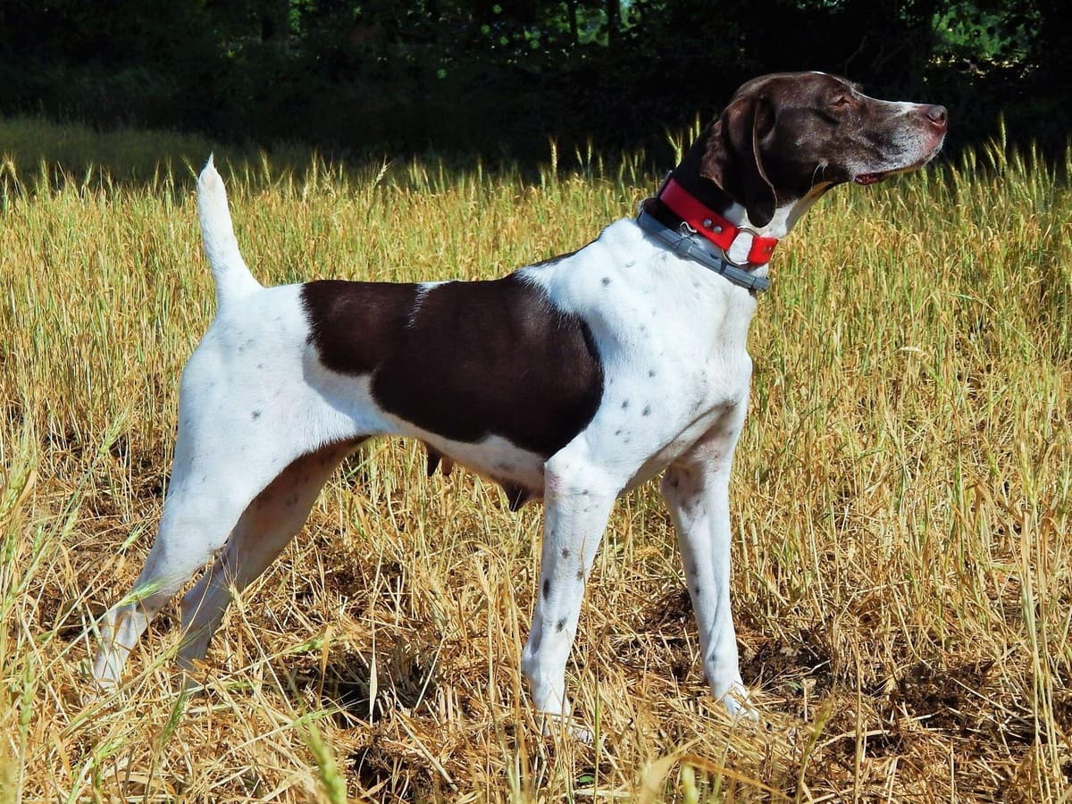 Selectively Line Bred for Performance!!!! breeder image 2