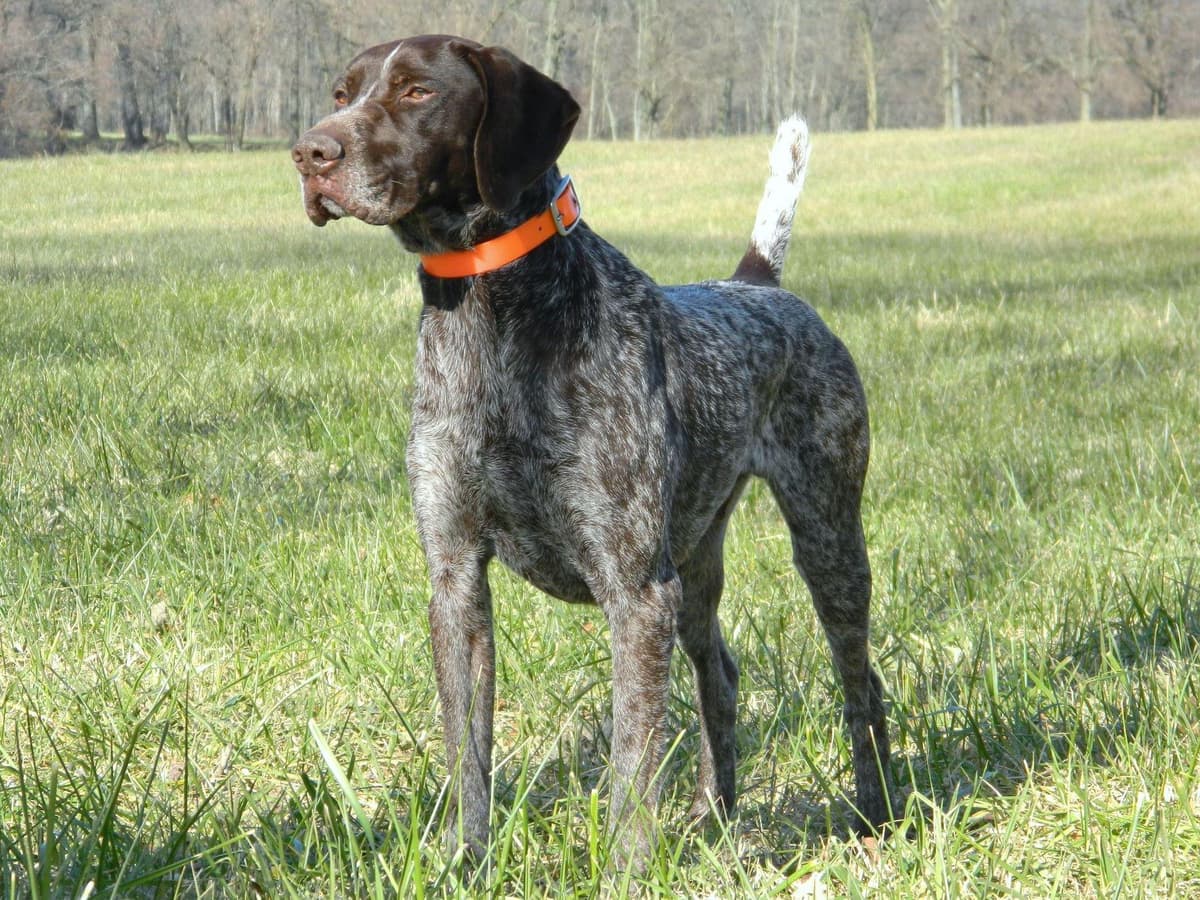 Selectively Line Bred for Performance!!!! breeder image 3