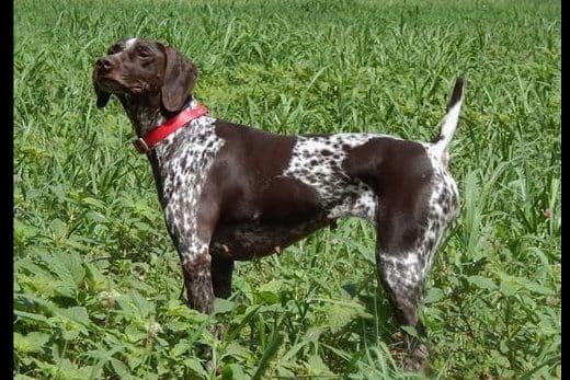 Selectively Line Bred for Performance!!!! breeder image 8