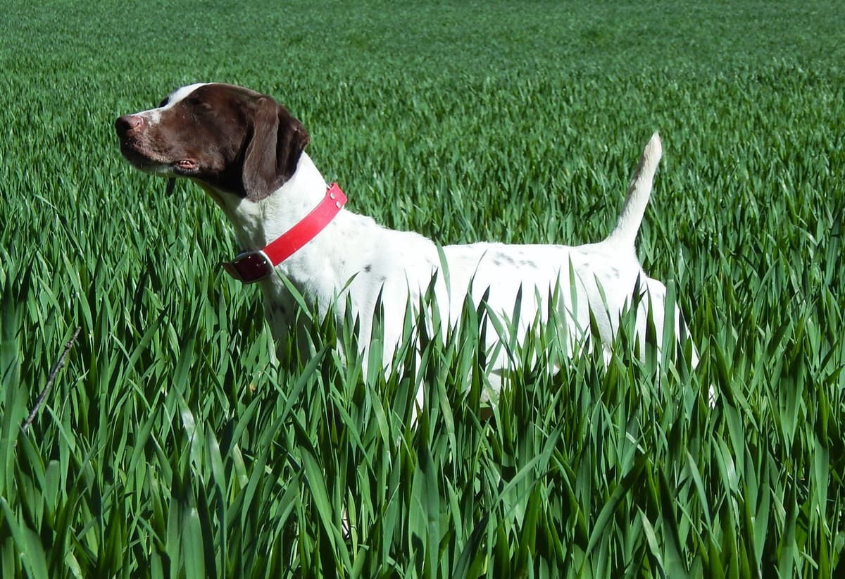 Selectively Line Bred for Performance!!!! breeder image 13
