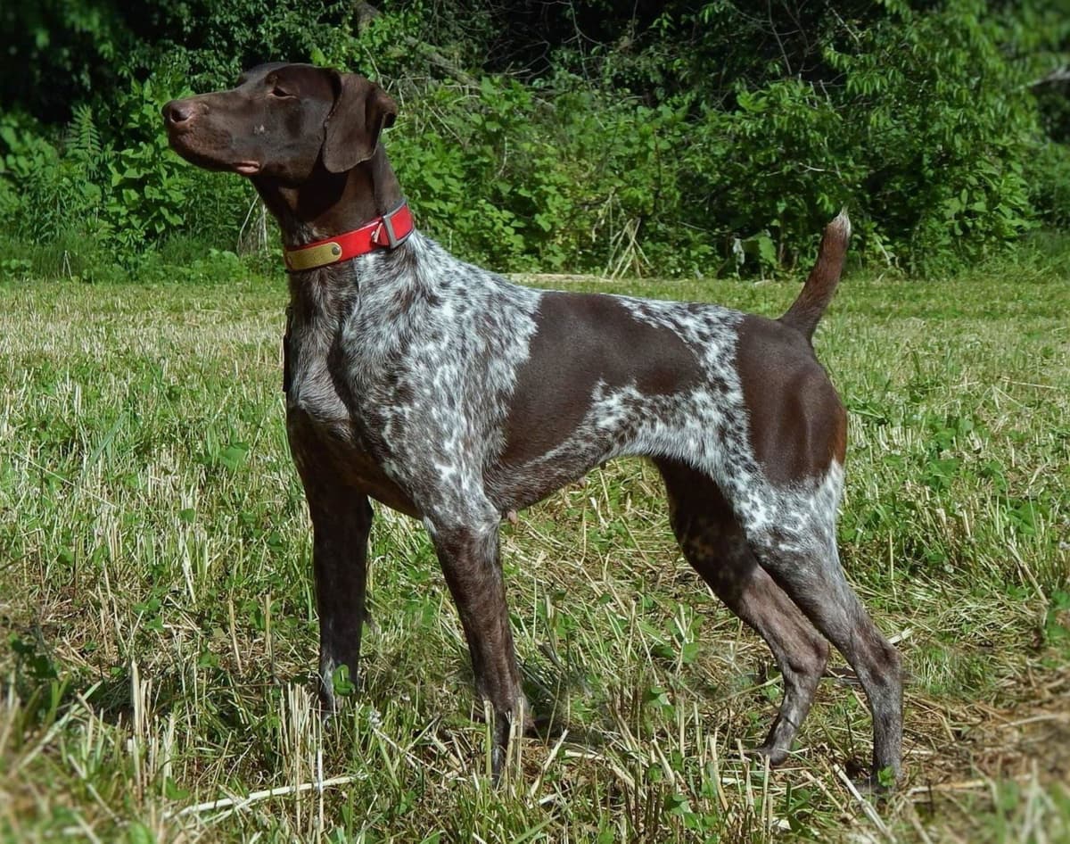 Selectively Line Bred for Performance!!!! breeder image 15