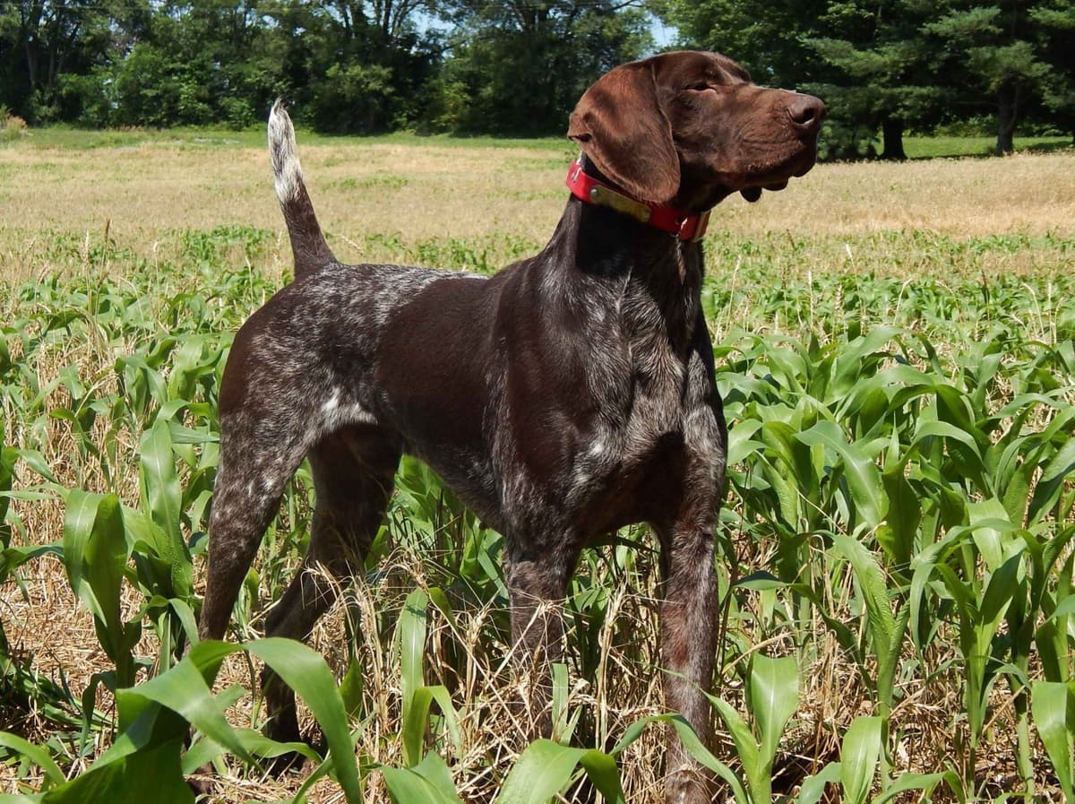 Selectively Line Bred for Performance!!!! breeder image 20