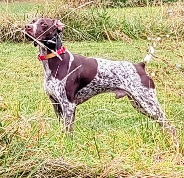 Selectively Line Bred for Performance!!!! media 5