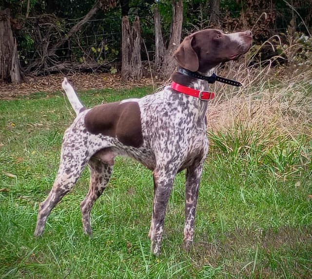 Selectively Line Bred for Performance!!!! media 7
