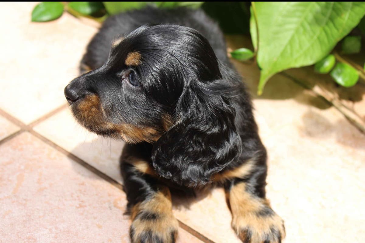 Dachshund Puppies breeder image 1