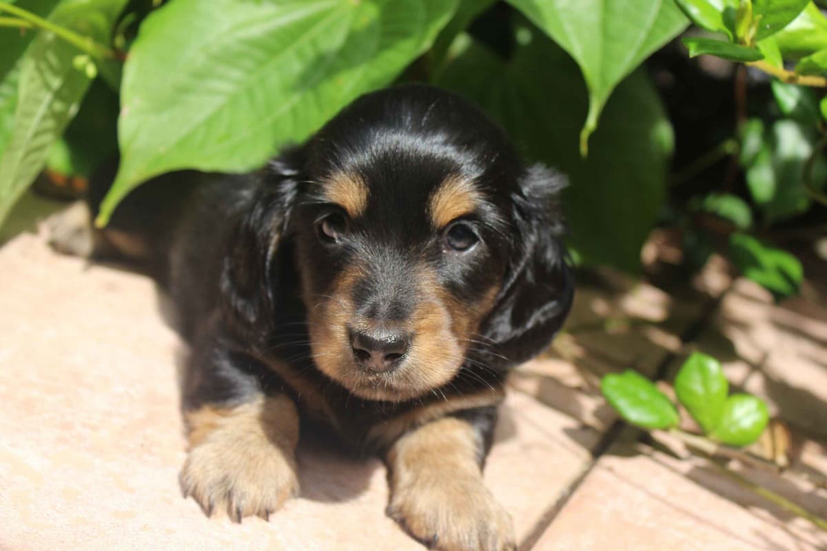 Dachshund Puppies breeder image 2