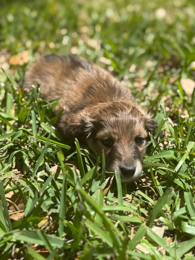 Dachshund Puppies media 2