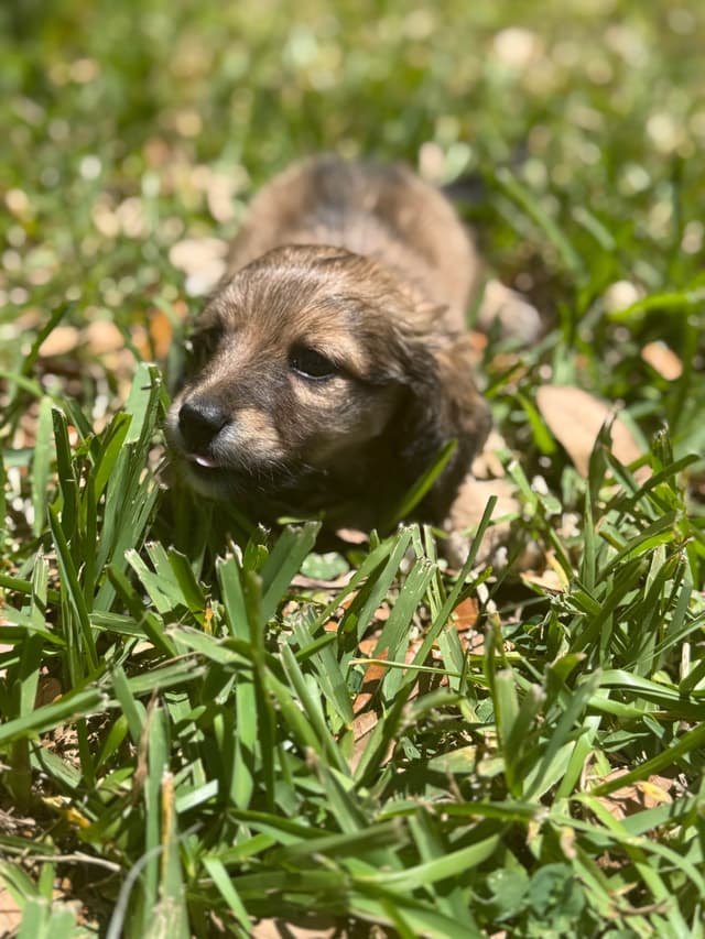 Dachshund Puppies media 3