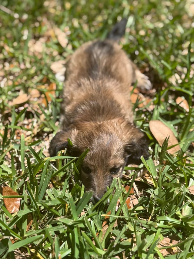 Dachshund Puppies media 4