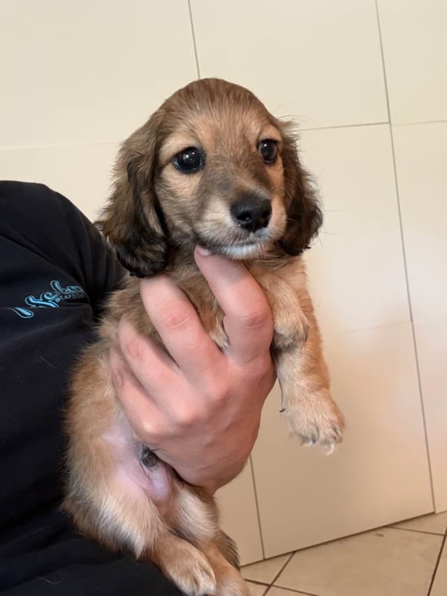 Dachshund Puppies media 5