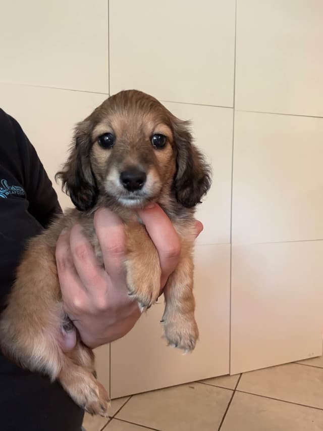 Dachshund Puppies media 7