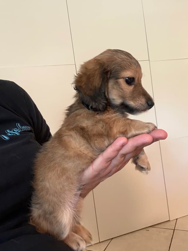Dachshund Puppies media 6
