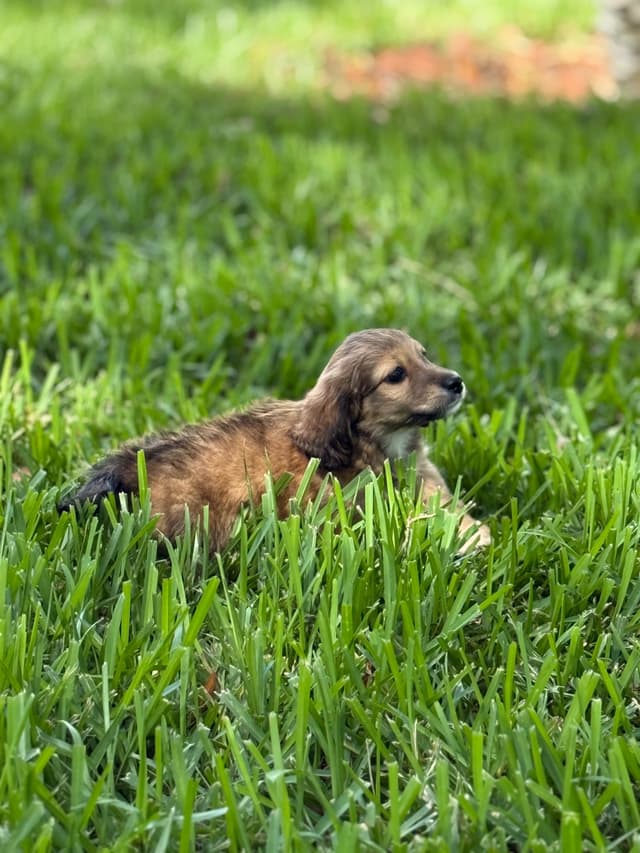 Dachshund Puppies media 8