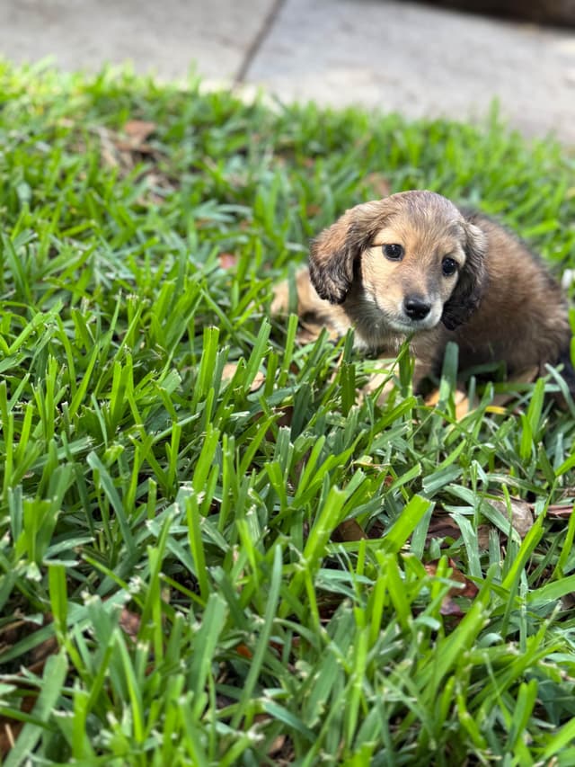 Dachshund Puppies media 9