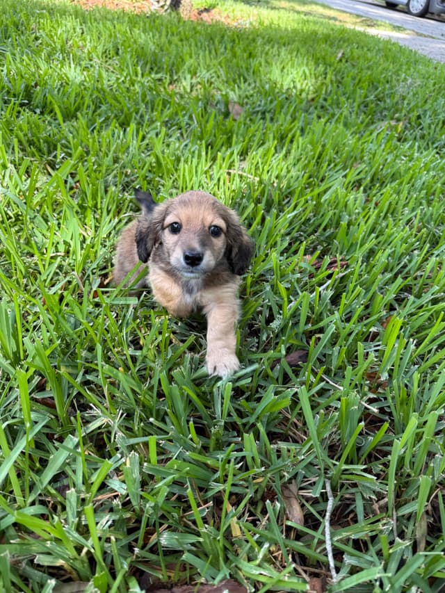 Dachshund Puppies media 11