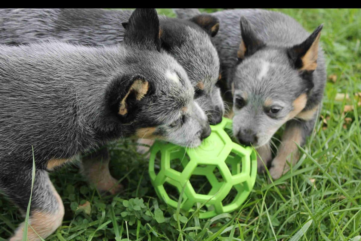 Australian Cattle Dog Puppies breeder image 1