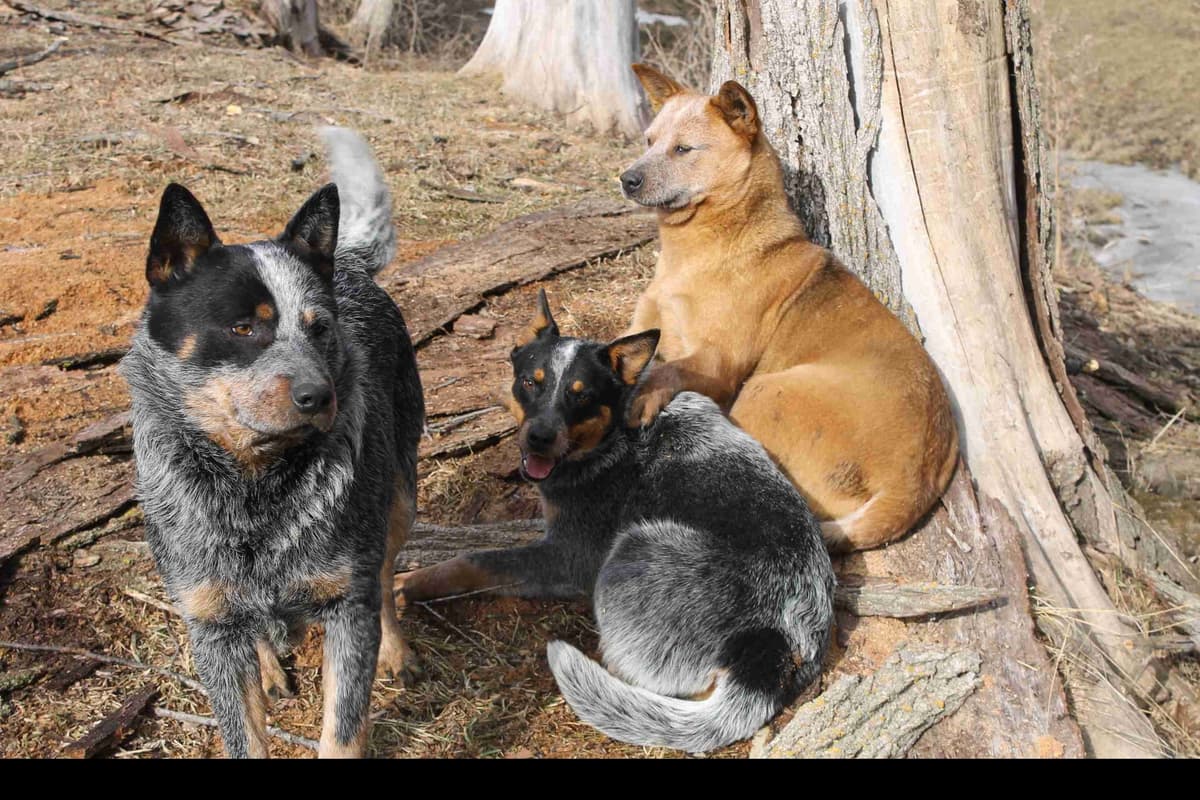 Australian Cattle Dog Puppies breeder image 2
