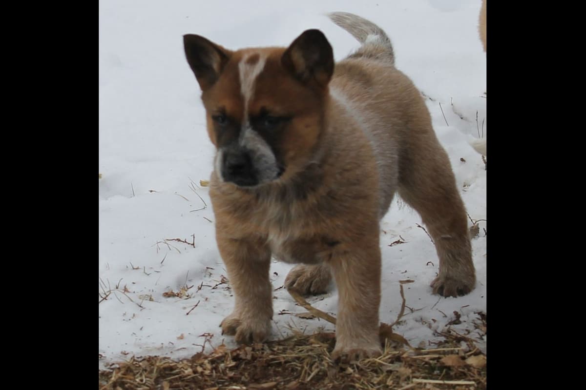 Australian Cattle Dog Puppies breeder image 3