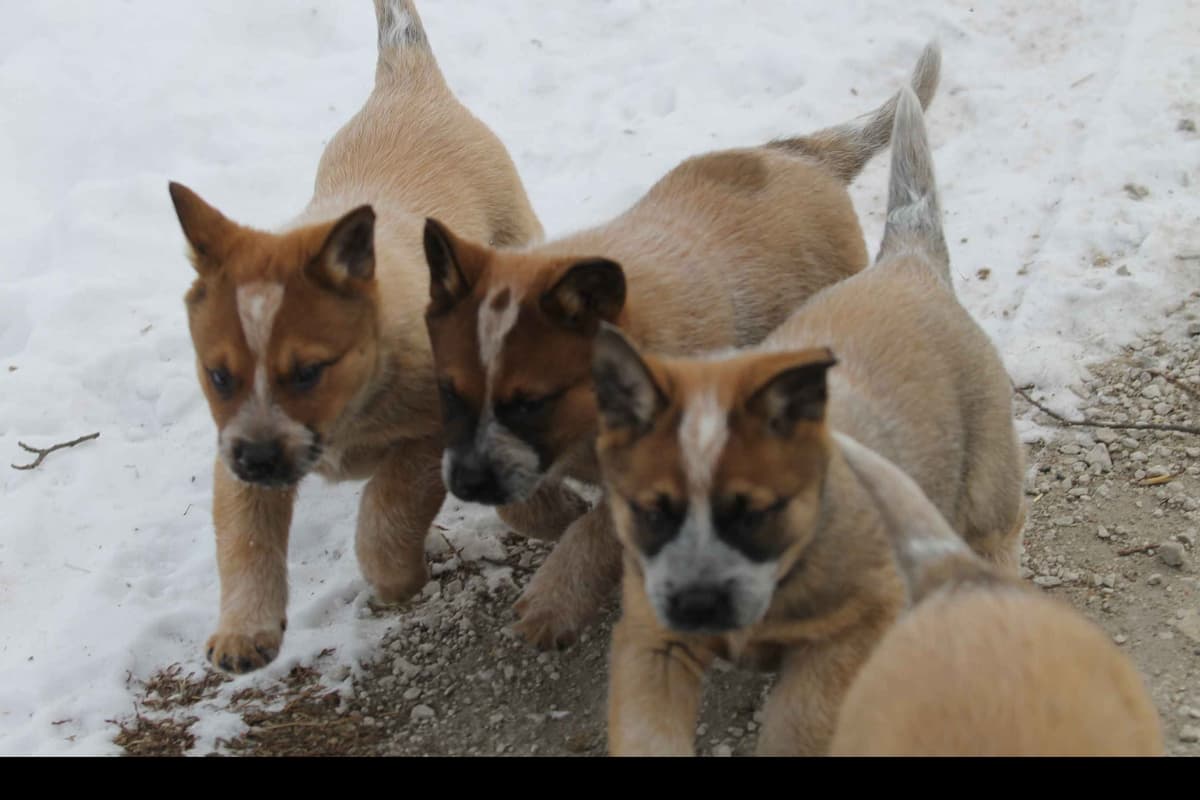 Australian Cattle Dog Puppies breeder image 4