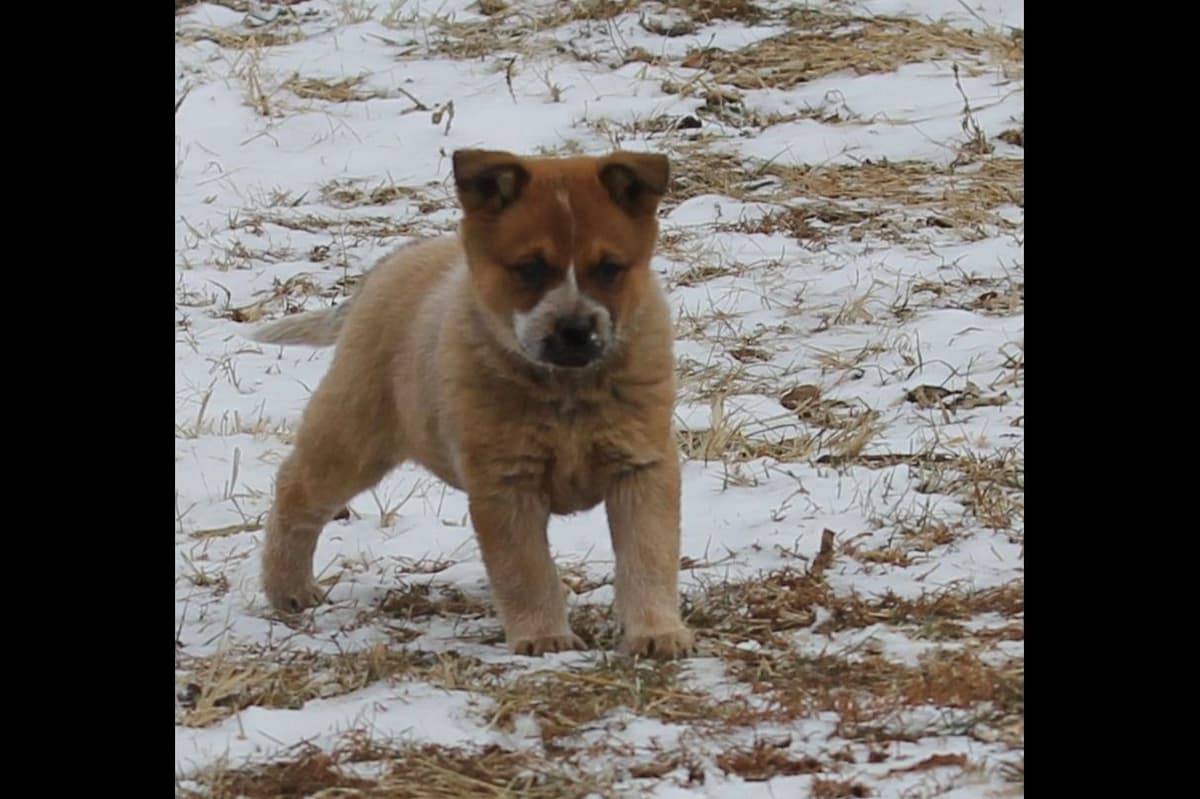 Australian Cattle Dog Puppies breeder image 5