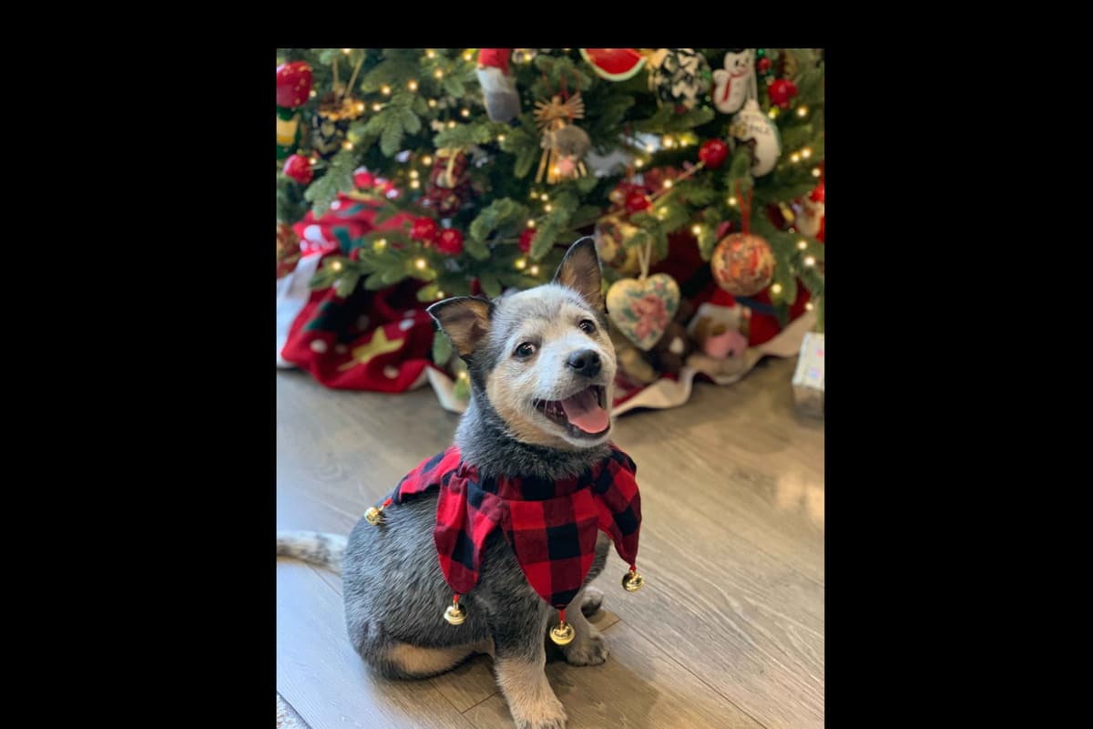 Australian Cattle Dog Puppies breeder image 6