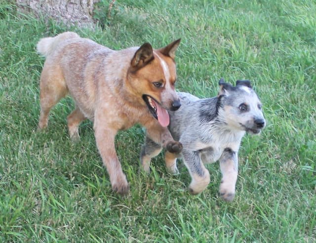 Australian Cattle Dog Puppies media 2