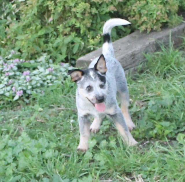Australian Cattle Dog Puppies media 3