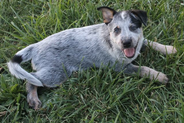 Australian Cattle Dog Puppies media 6