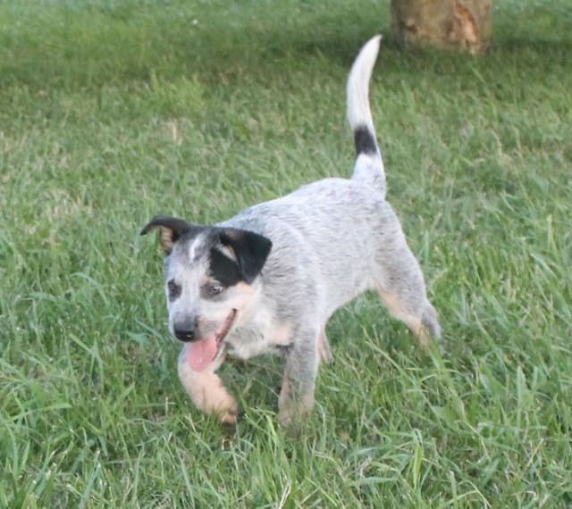 Australian Cattle Dog Puppies media 4