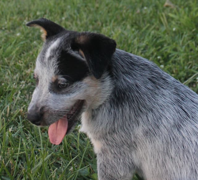 Australian Cattle Dog Puppies media 7