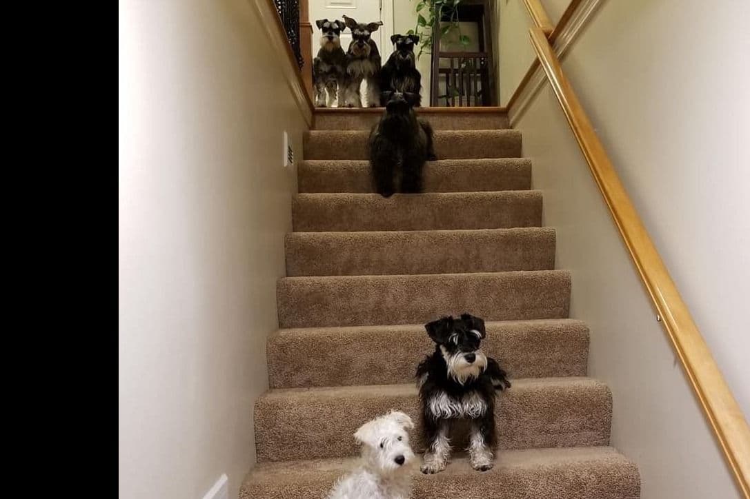 Miniature Schnauzer Puppies breeder image 1